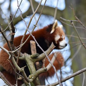 Nepalese red panda