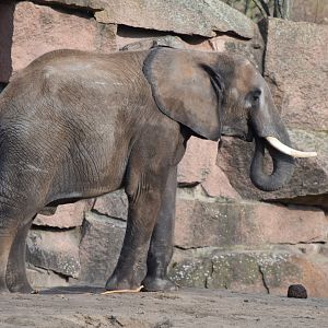 South African elephant