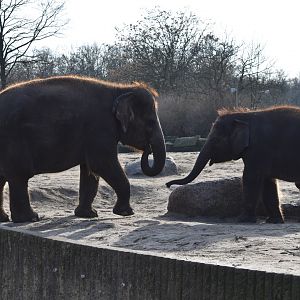 Asian elephants