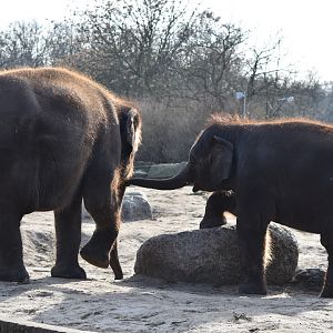 Asian elephants