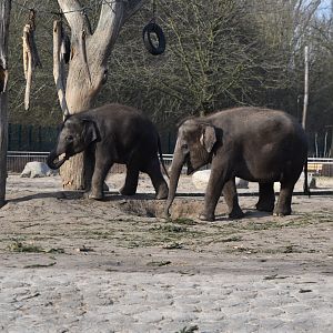 Asian elephants