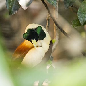Red bird-of-paradise, Paradisaea rubra