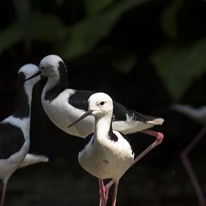 Pied stilt, Himantopus leucocephalus