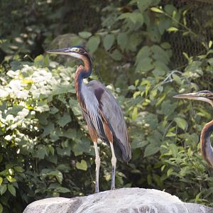 Purple heron, Ardea purpurea manilensis