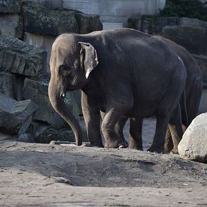 Asian elephant
