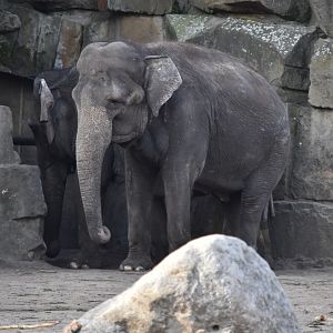 Asian elephant