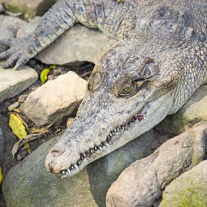 Saltwater crocodile, Crocodylus porosus