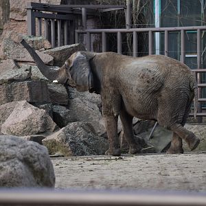 South African elephant