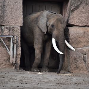 South African elephant