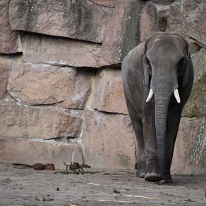 South African elephant