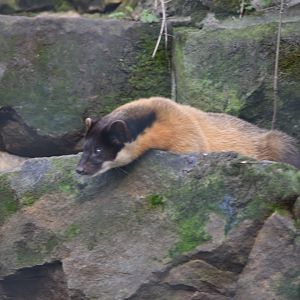 Northern yellow-throated marten