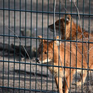 Chinese dholes