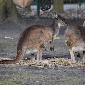 Black-faced kangoroo