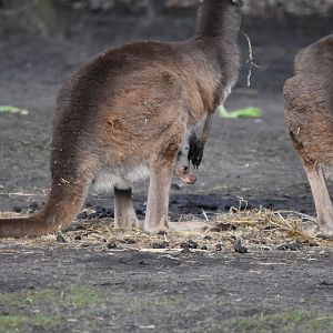 Black-faced kangoroo