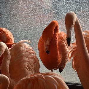 Flamingoes