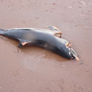 Dead dolphin, Paignton 3 March 2018