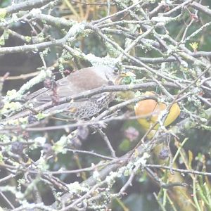 Fieldfare, Paignton, 3 March 2018