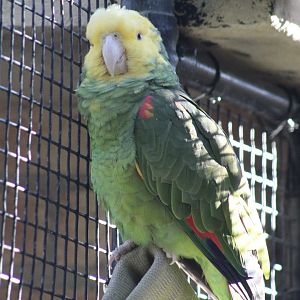 Yellow-Headed Amazon