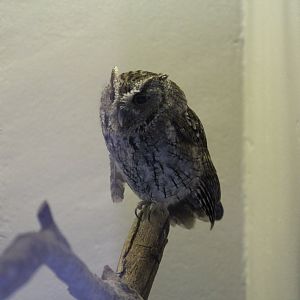 Eastern Scops-Owl