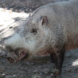 Bornean Bearded Pig