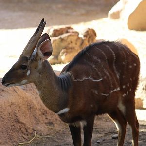 West African Bushbuck