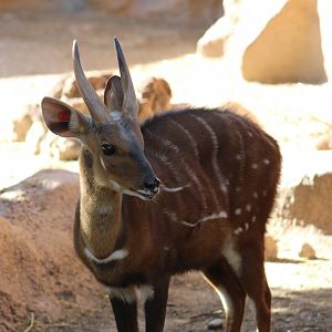 West African Bushbuck