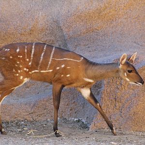 West African Bushbuck
