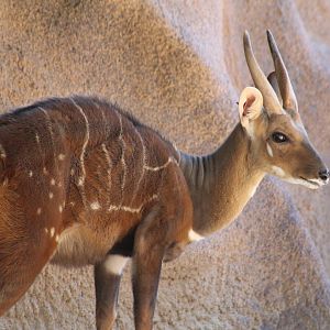 West African Bushbuck