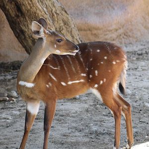 West African Bushbuck
