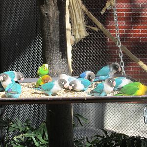 free flight aviary feeder