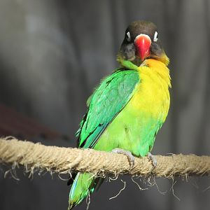 black faced lovebird