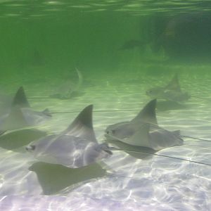 cownose rays