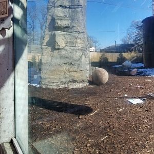 Mar. 2018 - Tiger Terrace - Amur Tiger Exhibit Panorama