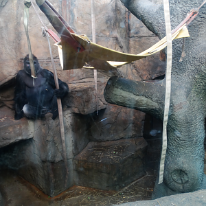 Mar. 2018 - Kingdom of the Apes - One of Many Indoor Gorilla Exhibits