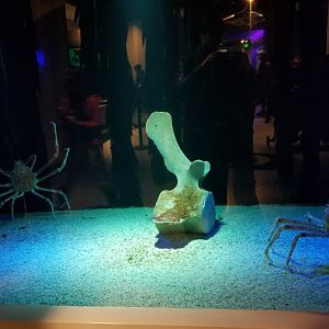Mar. 2018 - Aquarium - Japanese Spider Crab Exhibit