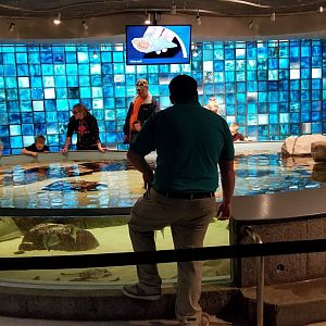 Mar. 2018 - Aquarium - Touch Tank