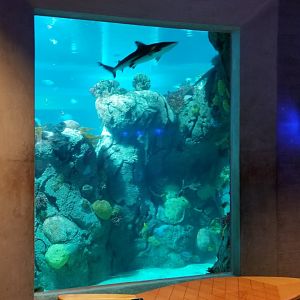Mar. 2018 - Aquarium - Main Tank