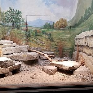 Mar. 2018 - Reptile House - Pancake Tortoise + Rainbow Agama Exhibit