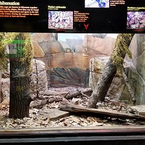Mar. 2018 - Reptile House - Timber Rattlesnake + Black Rat Snake + Northern Copperhead Exhibit