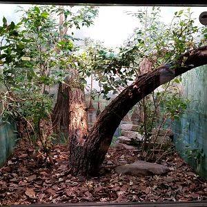 Mar. 2018 - Reptile House - Fiji Banded Iguana Exhibit