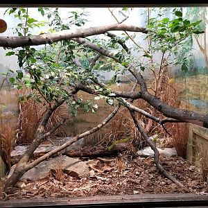 Mar. 2018 - Reptile House - Eastern Green Mamba Exhibit
