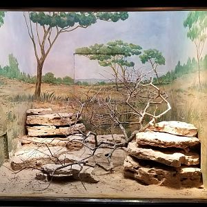 Mar. 2018 - Reptile House - Aruba Whiptail Lizard Exhibit