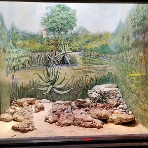Mar. 2018 - Reptile House - Aruba Island Rattlesnake Exhibit