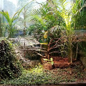 Mar. 2018 - Reptile House - Panther Chameleon Exhibit