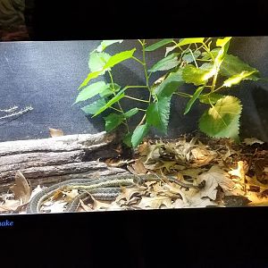 Mar. 2018 - Reptile House - Eastern Garter Snake Exhibit