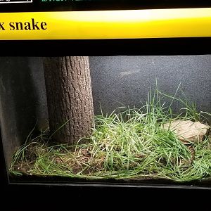 Mar. 2018 - Reptile House - Eastern Fox Snake Exhibit