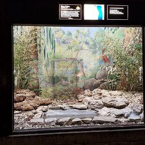 Mar. 2018 - Reptile House - King Cobra Exhibit