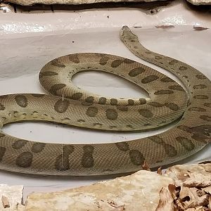Mar. 2018 - Reptile House - Green Anaconda