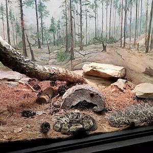 Mar. 2018 - Reptile House - Corn Snake + Northern Pine Snake + Timber Rattlesnake + Eastern Diamondback Exhibit
