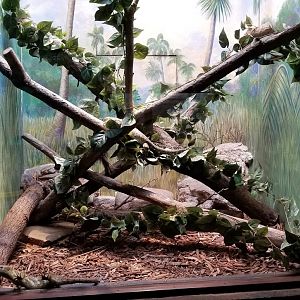 Mar. 2018 - Reptile House - Prehensile-tailed Skink Exhibit